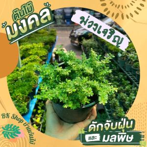 ต้นหลินซาน(ต้นม่วงเจริญ) มีดอกสีม่วง พร้อมกระถาง 6 นิ้ว ต้นไม้มงคล ต้นไม้มงคลปลูกในบ้าน ต้นไม้ฟอกอากาศ ต้นไม้ปลูกในบ้าน