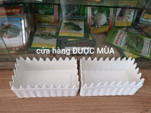 combo 2 chậu hàng rào dài 20cm