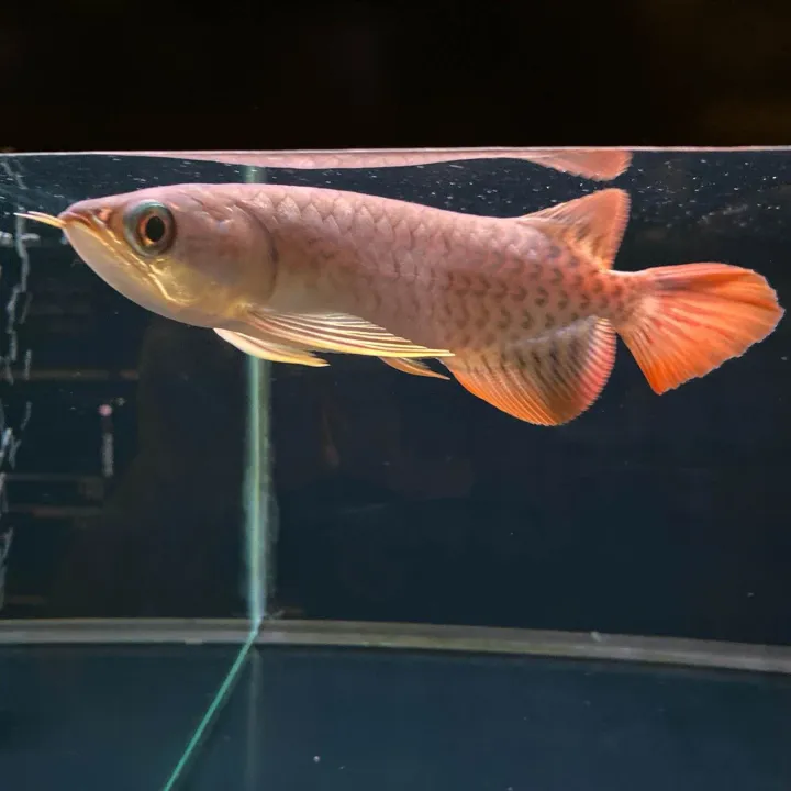 4-5"inch%20Banjar%20Red%20Arowana%20(Grade%20AA)%20%E7%8F%AD%E5%98%89%E7%BA%A2%E9%BE%99%E9%B1%BC%20-%20Image%204