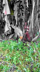 JARING BURUNG PRENJAK #10 JARING BURUNG PRENJAK ATAS JARING BURUNG PRENJAK LUMUT JARING BURUNG PRENJAK BAWAH JALA PIKAT BURUNG PRENJAK JERAT PIKAT BURUNG KECIL JALA PIKAT BURUNG MURAH JARING MURAH JALA SIAP PAKE JARING JALA SIAP PAKE JALA BURU