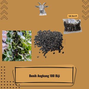 Benih Biji Angkung Kering Isi 100 Benih Angkung Kering