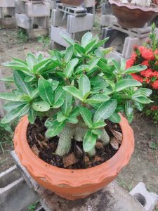 ลูกไม้ชวนชมสายพันธุ์วังสมบูรณ์ ขนาดกระถาง 6 นิ้ว