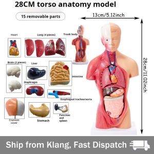 【READY STOCK】Kidney Model/Human Anatomy Adrenal/Adrenal Glands Magnification/Removable 2 Parts Kidney With Adrenal Gland