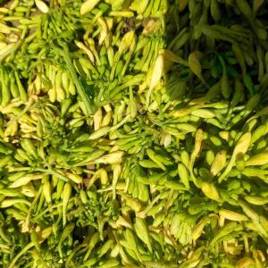 Hoa Đu Đủ Đực (Male Papaya Flower) phơi khô 500g