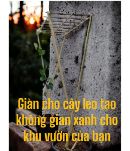 25 Cọc Tre làm giàn cho cây leo giàn bầubídưa leo đậulàm hàng ràolàm giàn sân thượng ban công derco quán tre làm đồ thủ công.
