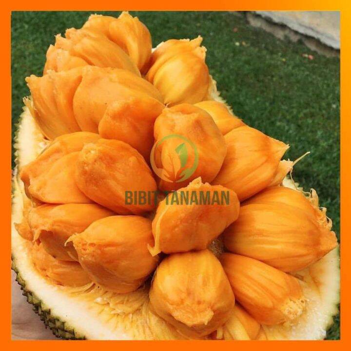 Bibit Nangkadak / Nangka Cempedak Hasil Stek Okulasi | Lazada Indonesia