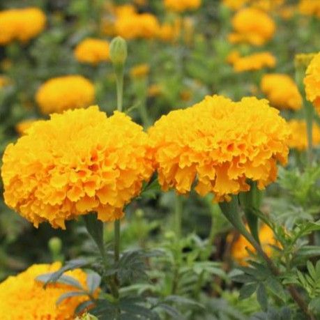 เมล็ดพันธุ์ดอกดาวเรืองตัดดอก ดอกใหญ่ สวยโดดเด่น