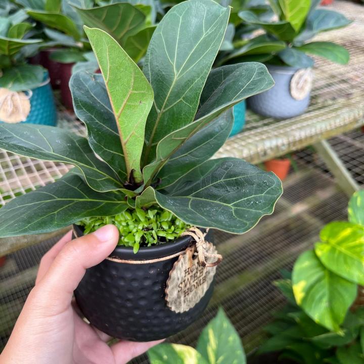Mini Ficus Lyrata with design pot (0.2m) | Lazada Singapore