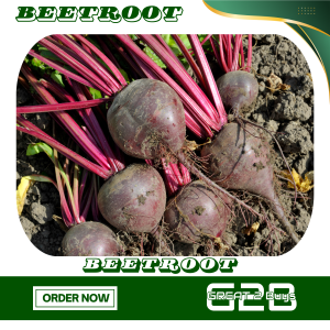 500 Grams Benguet beetroot Fresh sugar beets