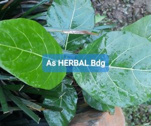 Daun awar awar segar 1 kg petik langsung-az