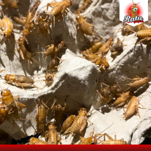 Telur jangkrik MADU KUNYIT kualitas unggul bibit jangkrik kemasan 1 kg