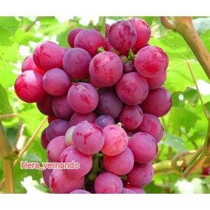 Bibit Anggur Import Merah Super Manis