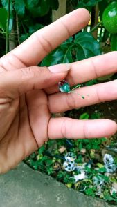 Umpan Rayap solusi mancing ikan asyik edisi hijau kail akitakitsune