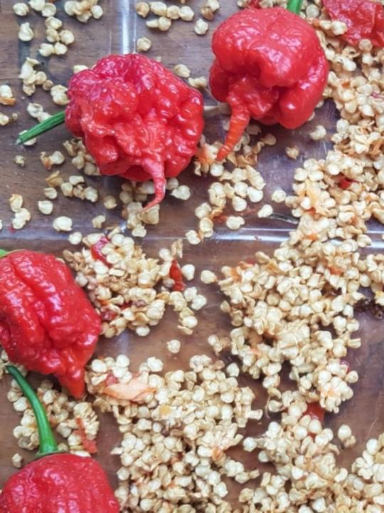 Carolina Reaper Seeds Lazada PH