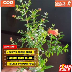 Pohon / Bibit Buah Delima Red Spanyol Biji Lunak