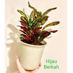 tanaman hias puring cabe merah croton tanaman tahan panas outdoor