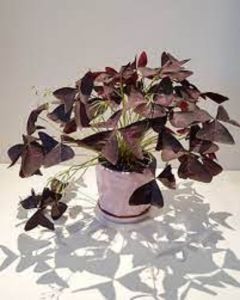 ผีเสื้อราตรี หรือ ปีกผีเสื้อOxalis purpurea