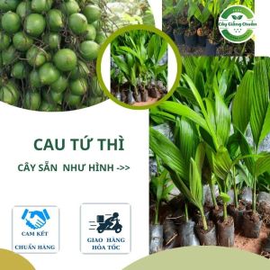 Cây Cau Tứ Quý Giống F1 – Ăn Trầu Trang Trí Sân Vườn Dáng Đẹp (1 Cây – Combo 3 – Combo 5)