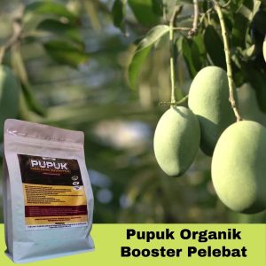 Pupuk Mangga Granule: Cepat Tumbuh Berbuah Lebat Tidak Rontok dan Booster Pelebat Buah Mangga
