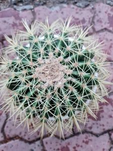 Cây xương rồng kim hổ gai vàng lớn đường kính 20cm trồng phong thủy trước cửa nhà + tặng kèm phân bón cây Minh Hân Garden