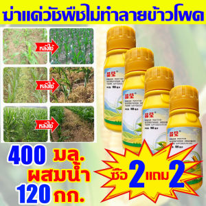 ใช้1ครั้ง นาข้าวโพด50ปีไม่มีวัชพืช ยาฆ่าหญ้าข้าวโพด100ML 1แถม1 สูตรทนฝน เข้มข้นสุดๆ เห็นผลทันที ยาชุดข้าวโพด ฆ่าหญ้าข้าวโพดฆ่าแค่วัชพืช ไม่ทำลายข้าวโพดและอ้อย ยาฆ่าหญ้าในข้าวโพด ยาฉีดหญ้าข้าวโพด ยาฆ่าหญ้าไร่ข้าวโพด ยาฆ่าหญ้าในไร่ข้าวโพด ยาคุมหญ้าในข้าวโพด