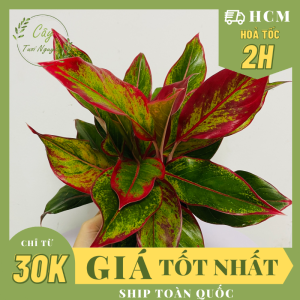 CÂY PHÚ QUÝ ĐỎ(cao 25cm) cây phong thủy hút tài lộc để bàn mini GIÁ RẺ lọc không khí Cây Tươi Nguyên CTN0850a