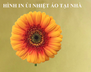 Hình ủi ép nhiêt in áo-Hình in áo HOA CÚC -in ép nhiệt lên áo chất liệu in pet rất đẹp sắc néthình ép áo tại nhà rất đẹp-MAJESTIC.CLO-luck
