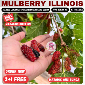 MULBERRY PLANTS ROOTED PLANT 2+1 Freebie may dahon kaya sure na buhay na.
