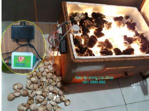 Máy ấp trứng mini ấp 50 trứng gà vịt ngan đảo tự động Lộc Phát chất lượng MGLP50