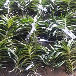 COMBO Nhiều Màu Cây Lan Giống Mokara cao 30-40 Cm (ĐỏVàngTímHồngCam)