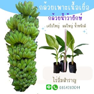 ต้นกล้วยน้ำว้ายักษ์ ผลใหญ่ เครือใหญ่ ต้นพันธุ์เพาะเนื้อเยื่อ ปลอดโรค ง พร้อมลงปลูก สายพันธุ์แท้จากห้องแลป ราคาส่ง