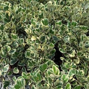 ต้นหัวใจเศรษฐี กระถาง 6 นิ้ว ต้นไม้มงคล