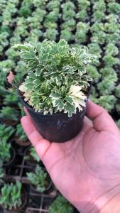 เล็บครุฑพันธ์ใบด่างกระถาง 3นิ้ว ต้นไม้ในร่ม ต้นไม้มงคล ต้นไม้ฟอกอากาศ ต้นไม้ ต้นไม้เล็ก ต้นไม้จิ๋ว