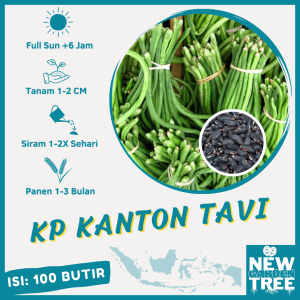 BENIH SAYURAN: 100 BENIH KACANG PANJANG KANTON TAVI KUALITAS UNGGUL