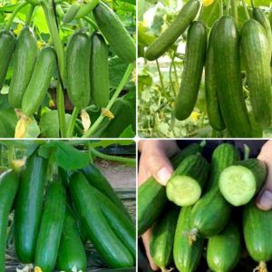 Hạt giống dưa leo baby siêu quả (gói 10 hạt)