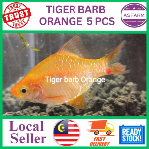 TIGER BARB ORANGE  5 PCS