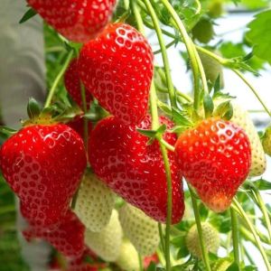 Cream Strawberry Seeds Four Seasons Strawberry Balcony Potted Strawberry Seeds Autumn Winter Vegetable Seeds Fruit Seeds Collection