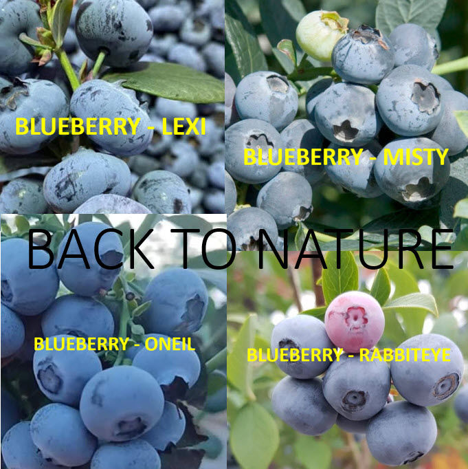 ต้น บลูเบอรี่ Blueberry รวมหลายสายพันธุ์ อายุต้น 3-4 ปี+ สูง 30-70 ซ.ม.