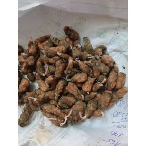 HCM - Combo cỏ 3lá tím Củ hoa trái tim oaxlis  củ bướm đêm 3 lá tím siêu dễ chăm trồng