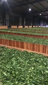 [ Búp Thơm Mật Ong ] Trà Chanh Đánh Tay  1 Trà Đen Mật Ong   Trà Nguyên Liệu Đặc Biệt Cho Quán Trà Sữa