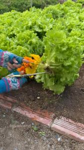Hạt giống Xà Lách Carol Escarole Furlo 217 (5g~4500 hạt) dễ chăm sóc năng suất trồng quanh năm