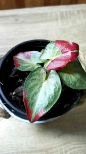 ชายชลบอนสีจัดลายป้าย สวยตรงปก เลี้ยงง่าย สวยมากๆ