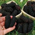Bibit Tanaman Blackberry. 