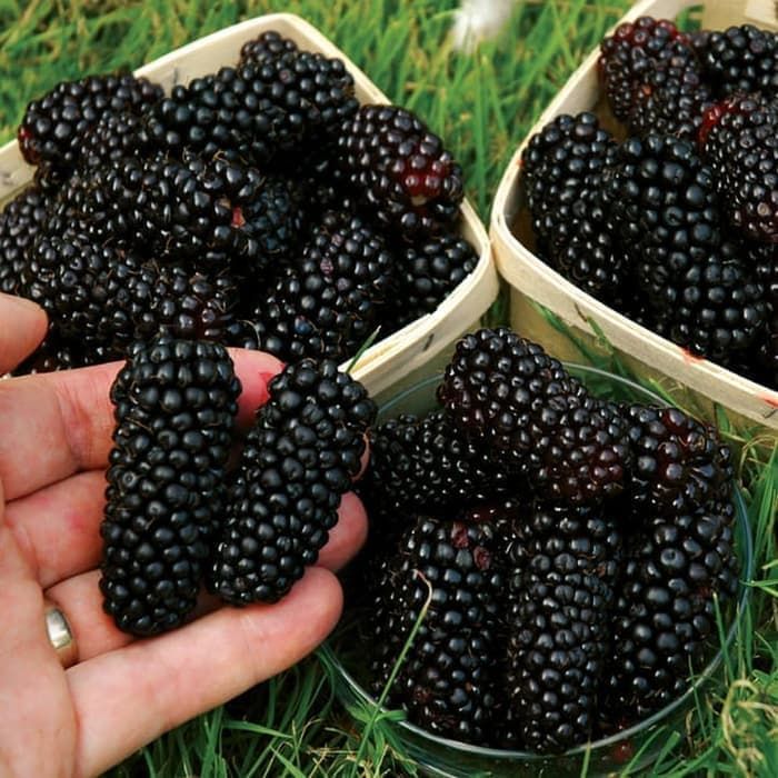 Bibit Tanaman Blackberry