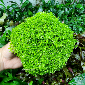 Cây Trân Châu Ngọc Trai (vỉ 10x10cm) - Lá Nước Ươm Không Đất | Cây Thuỷ Sinh Tiền Cảnh Cực Đẹp