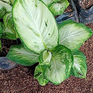 Tanaman Hias Divenbahcia Acustic - Aglonema Akustik Daun Bulat