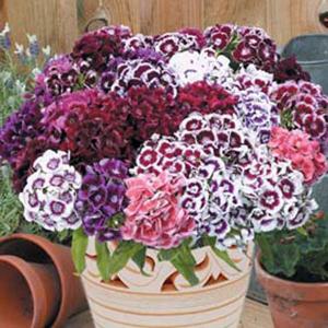 Amefurashi 10 Benih Bunga Dianthus Wee Willie Mix Sweet William Bunga Kertas