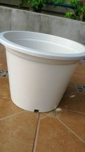 กระถางขาว 12 นิ้ว