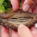 [Huadong storeL] Dried Sea Cucumber, Wild Dried Sea Cucumber/Instant Dalian Liaoxiao Sea Cucumber Seafood 3 Roots. 