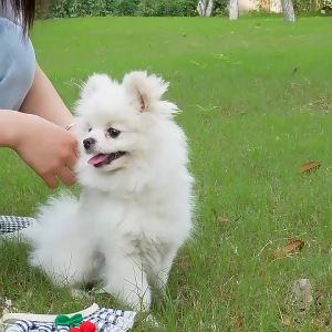 2026 Hot Sale [ Shipped from China ] Cute dog leash harness cat walking leash Teddy small dog leash pet supplies dog rope B3